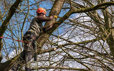 Berufserfahrung Landschaftsgärtner SKT-Kletterkurse Seilklettertechnik